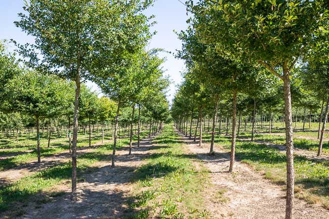 Reihen von Weißdorn