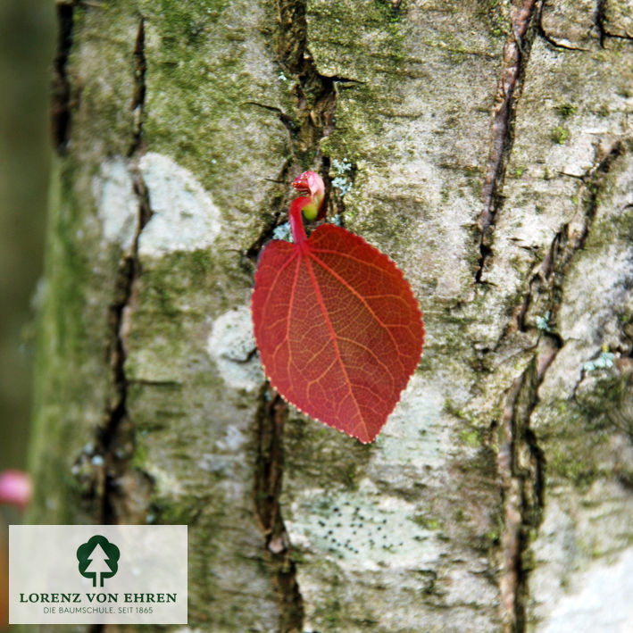 Cercidiphyllum japonicum