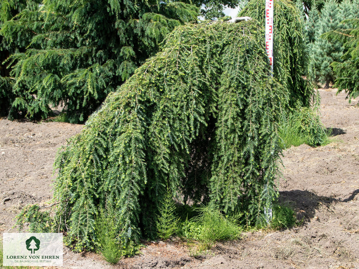 Tsuga canadensis 'Pendula'