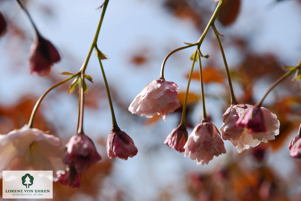 Prunus serrulata 'Shirofugen'