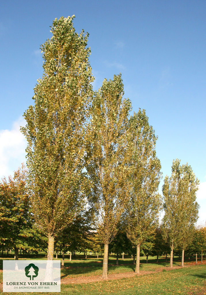 Populus nigra 'Italica'