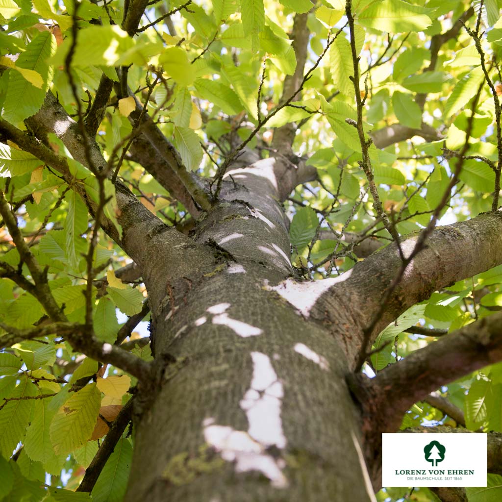 Castanea sativa Unikat