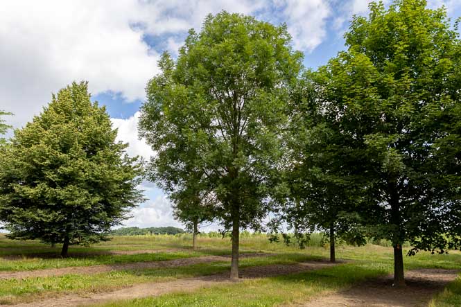 Große Eschen mit weitem Abstand natürlich anmutend