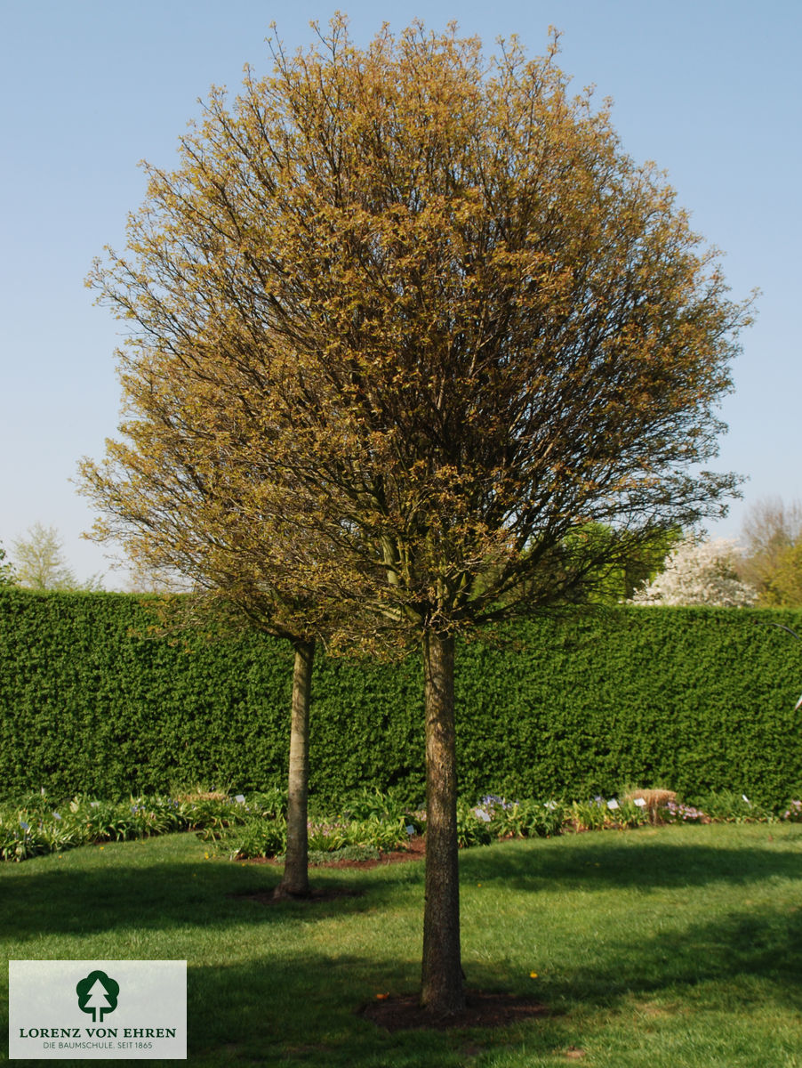 Quercus palustris 'Green Dwarf'