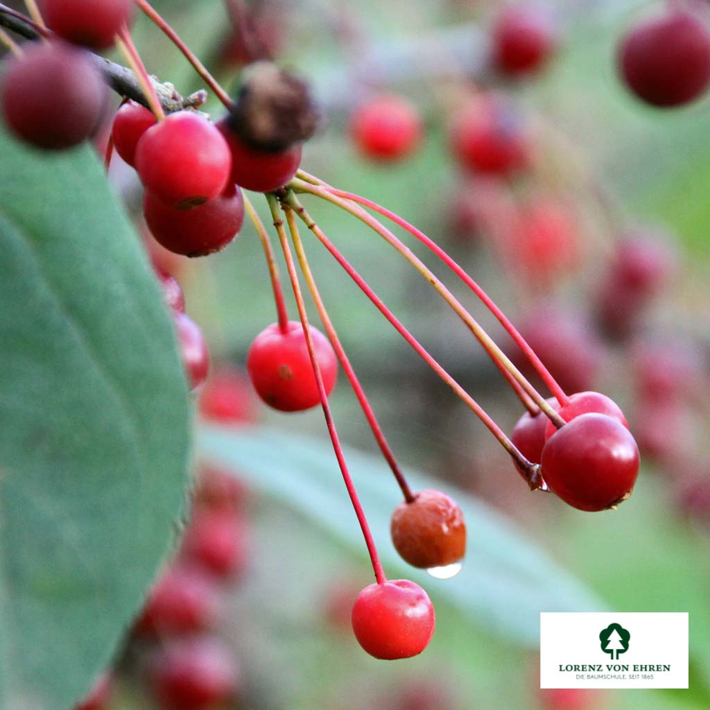 Malus toringo sargentii 'Eskilstuna' Unikat