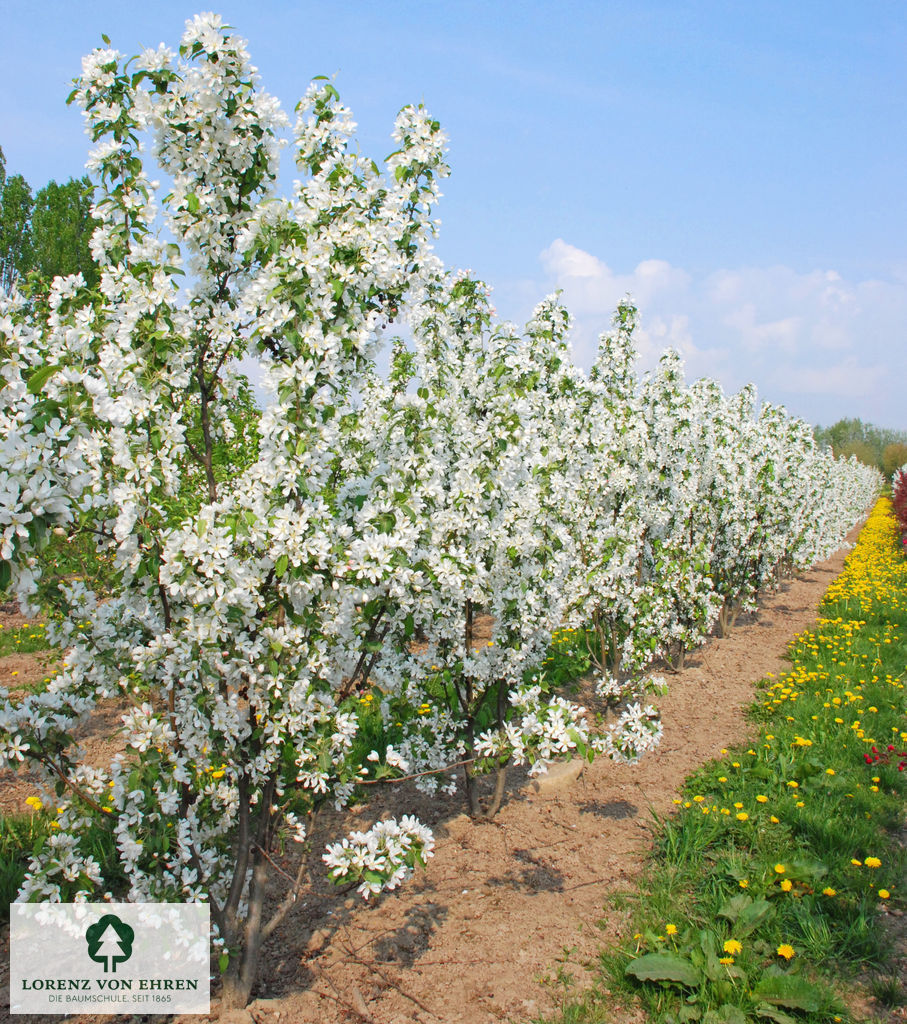 Malus baccata 'Street Parade'