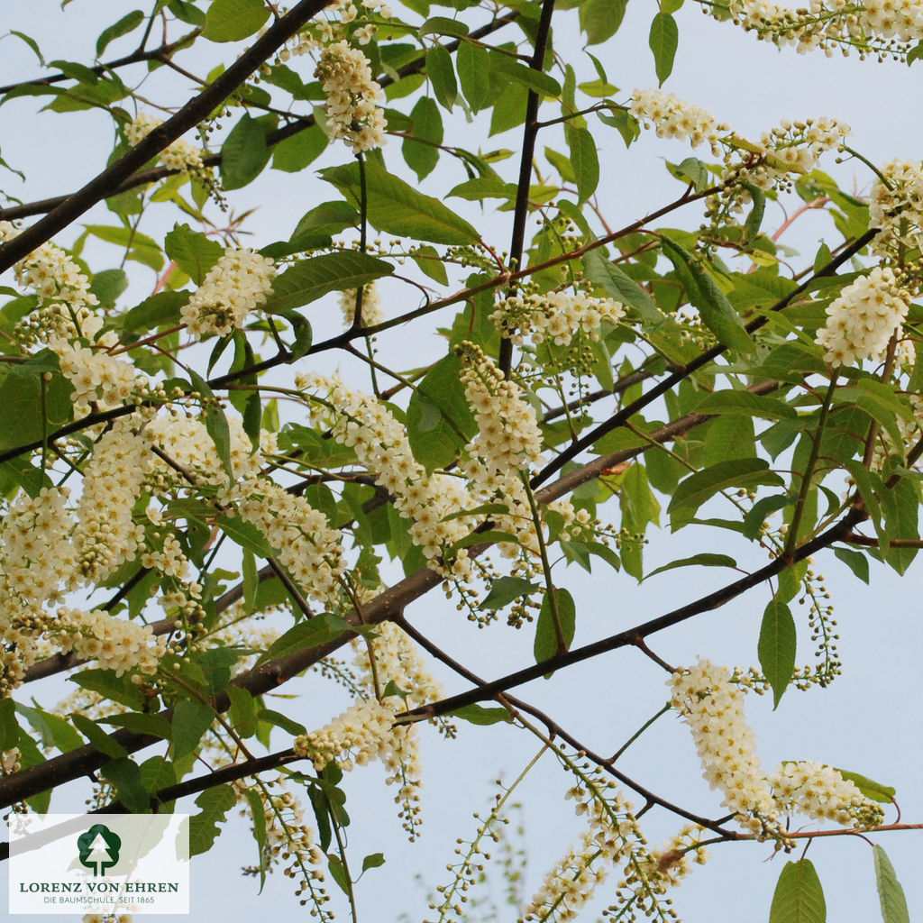 Prunus padus 'Watereri'