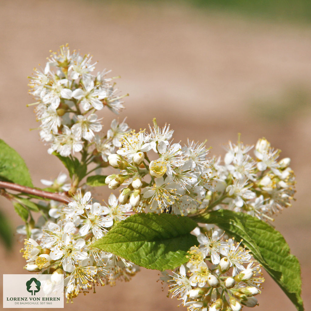 Prunus maackii 'Amber Beauty'