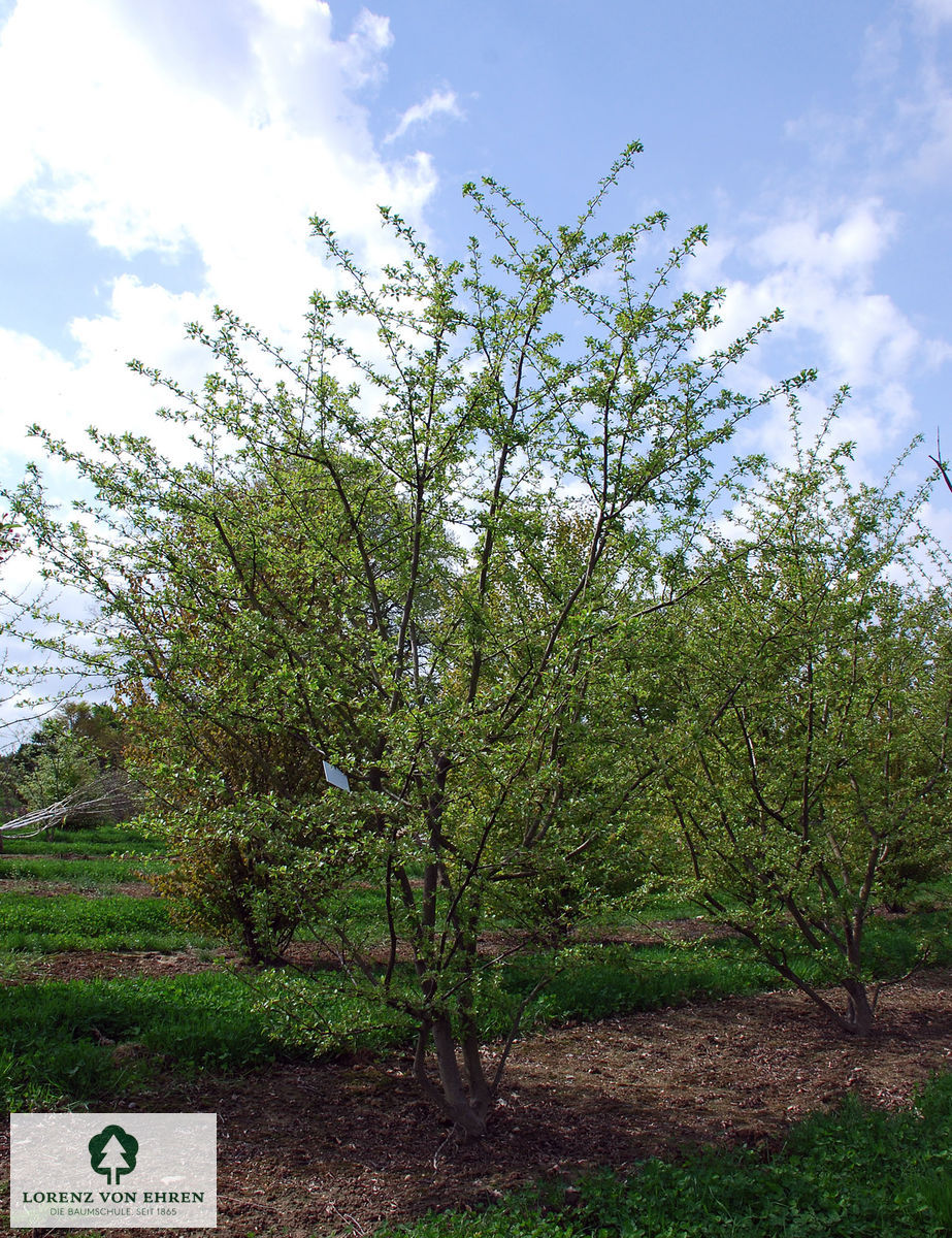 Malus toringo sargentii Sämling