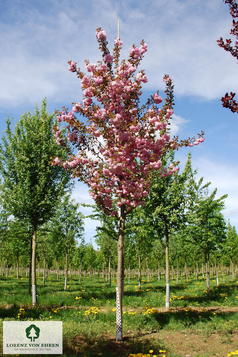 Prunus serrulata 'Kanzan'