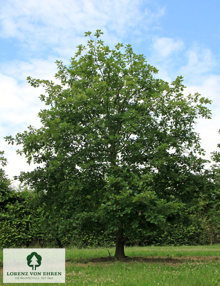 Quercus petraea