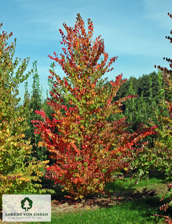 Cercidiphyllum japonicum