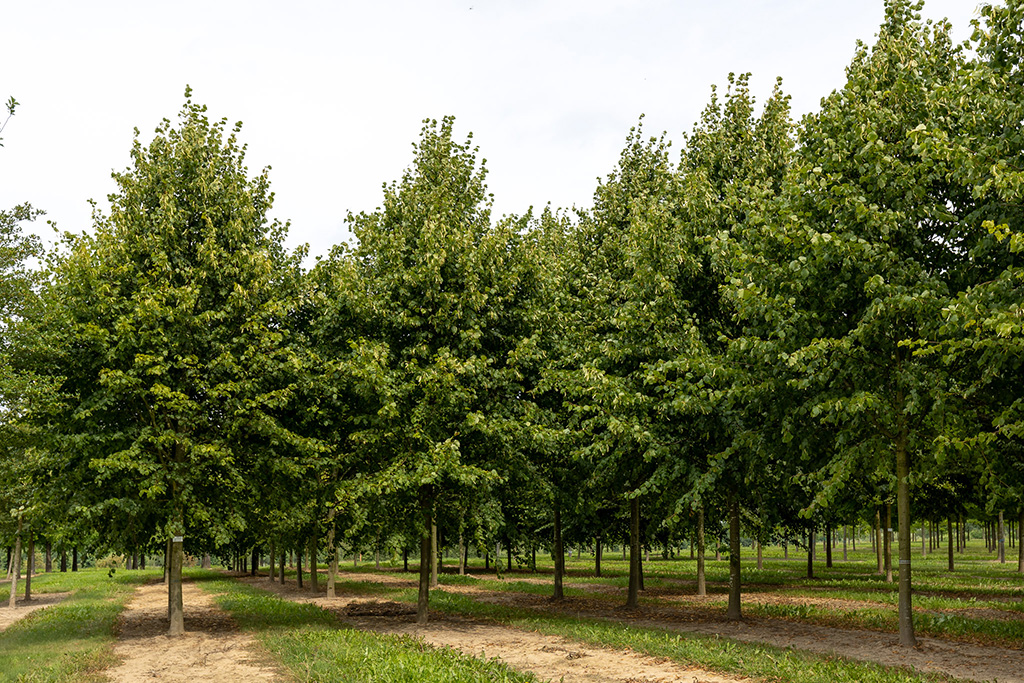 Große Linden in Reihen