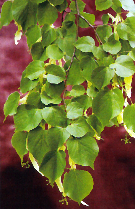 Tilia europaea Unikat