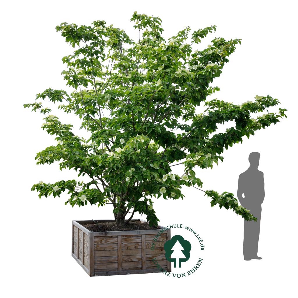 Blumen-Hartriegel 'Venus'