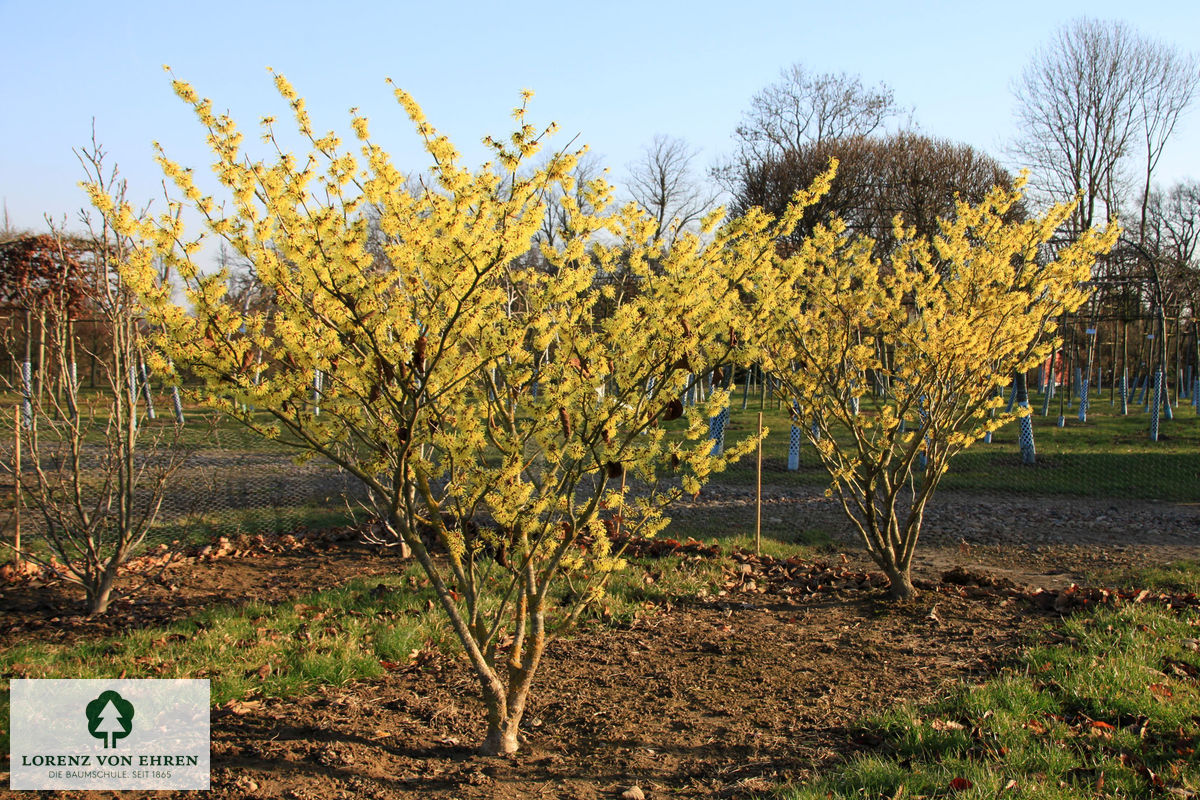 Hamamelis intermedia 'Westerstede'