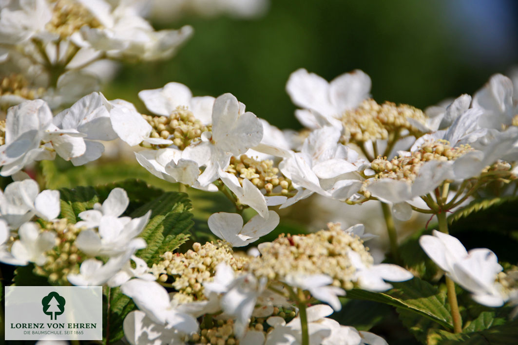 Viburnum plicatum 'Mariesii'