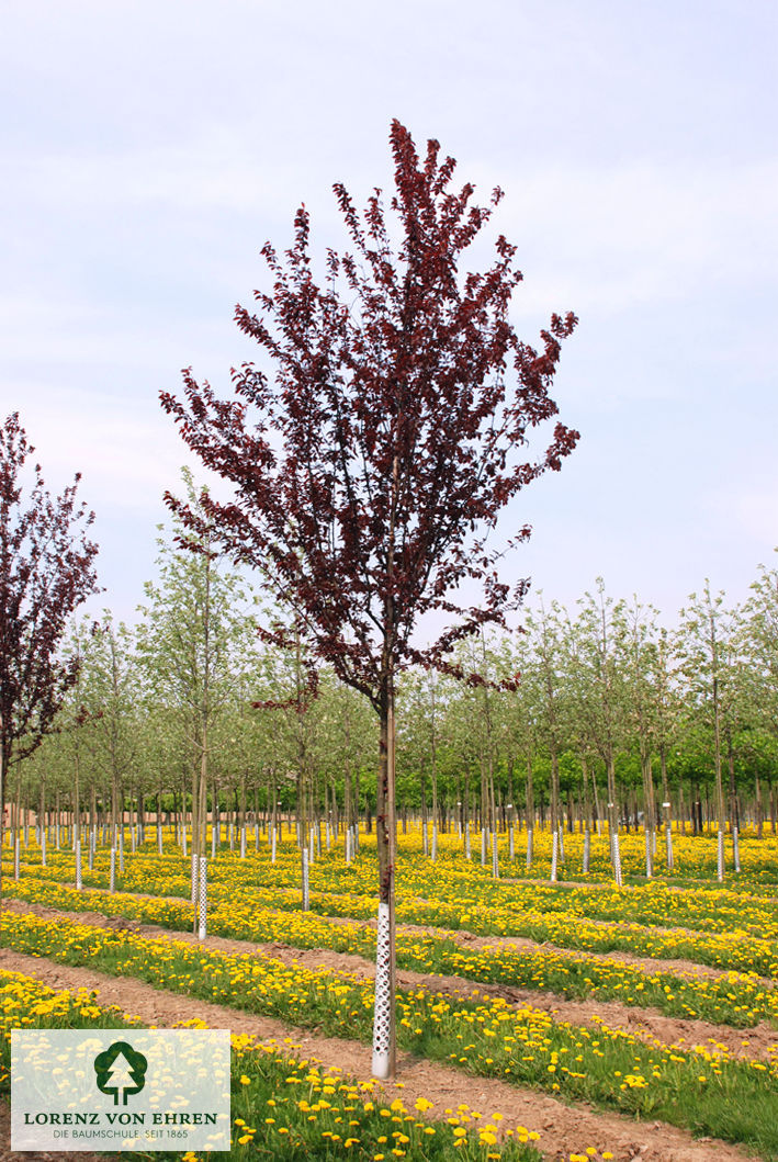 Prunus cerasifera 'Nigra'