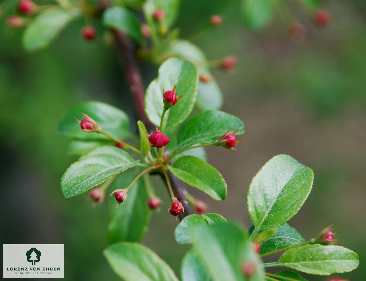 Malus toringo sargentii Sämling