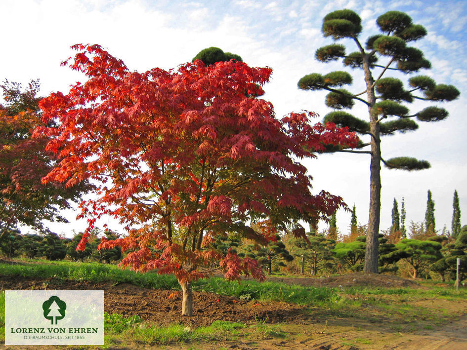 Acer palmatum 'Osakazuki'