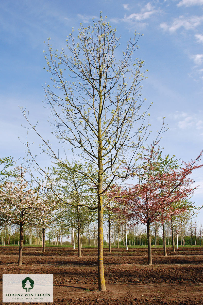 Fraxinus pennsylvanica 'Summit'