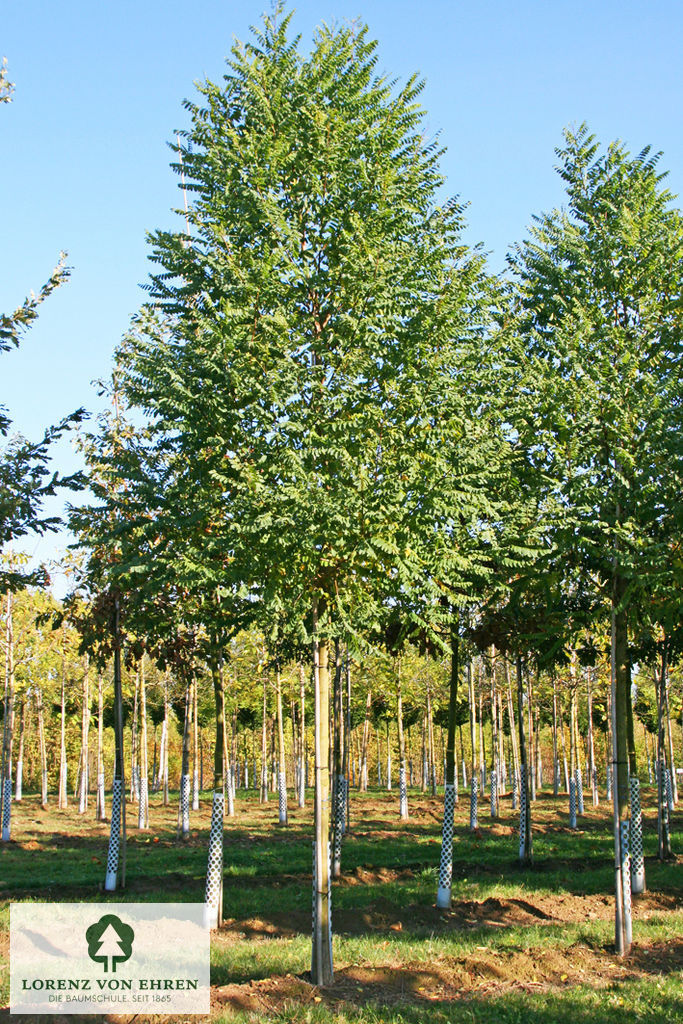 Robinia pseudoacacia 'Bessoniana'