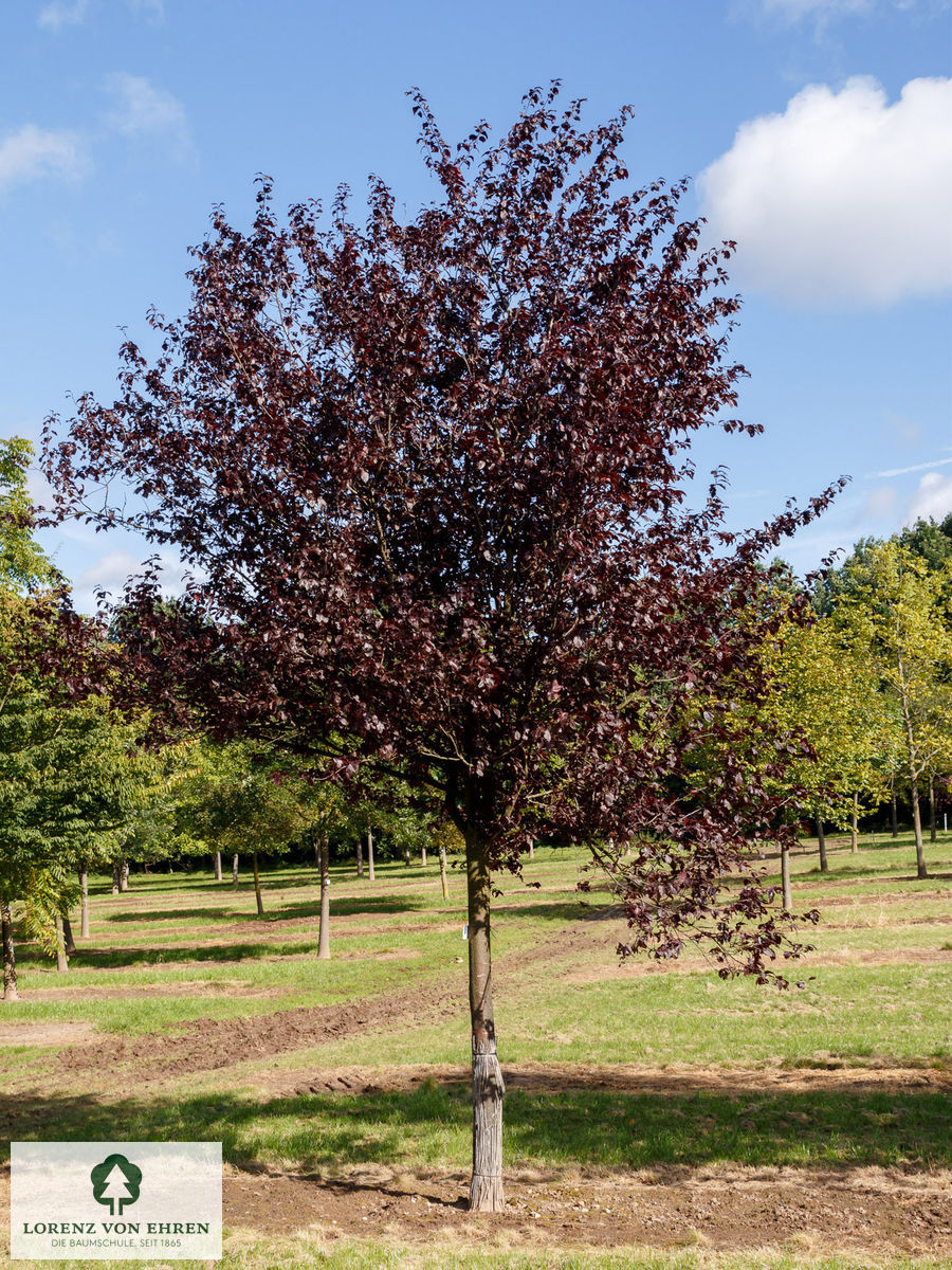 Prunus cerasifera 'Nigra'