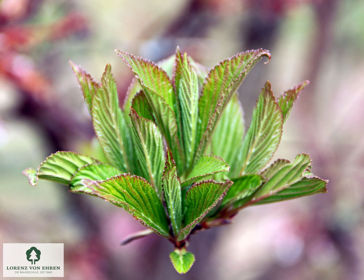 Viburnum bodnantense 'Dawn'