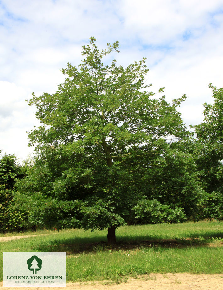 Quercus petraea