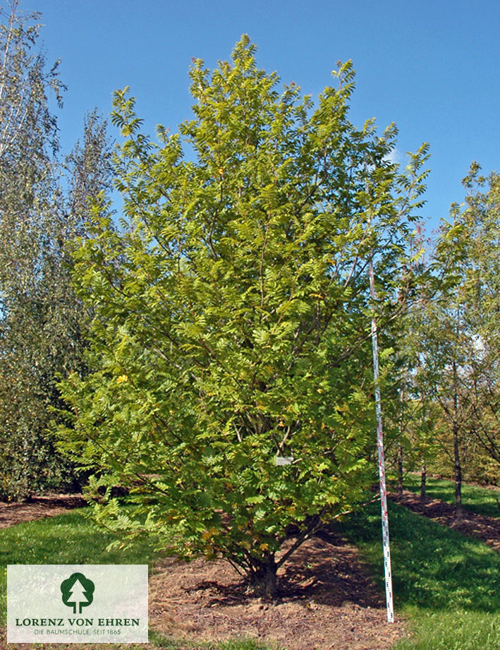 Pterocarya fraxinifolia