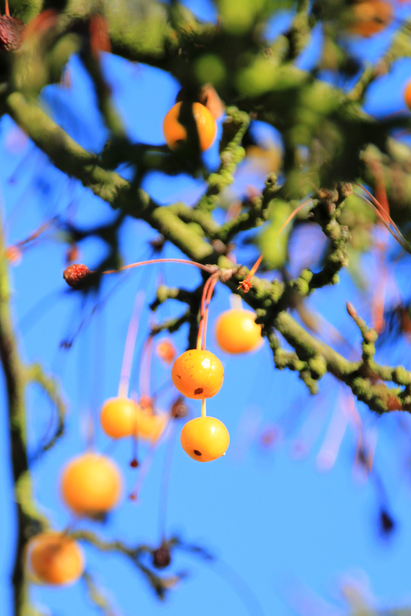 Malus floribunda Unikat