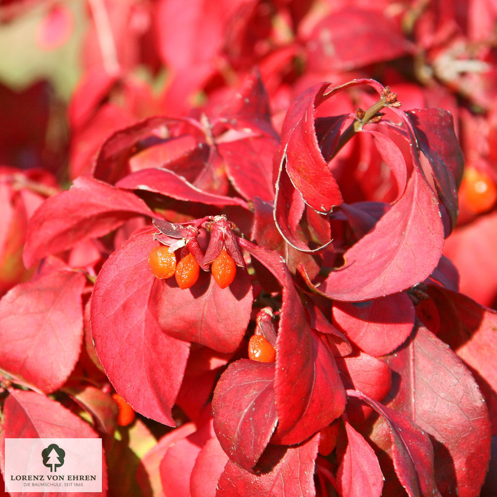 Euonymus alatus 'Compactus'