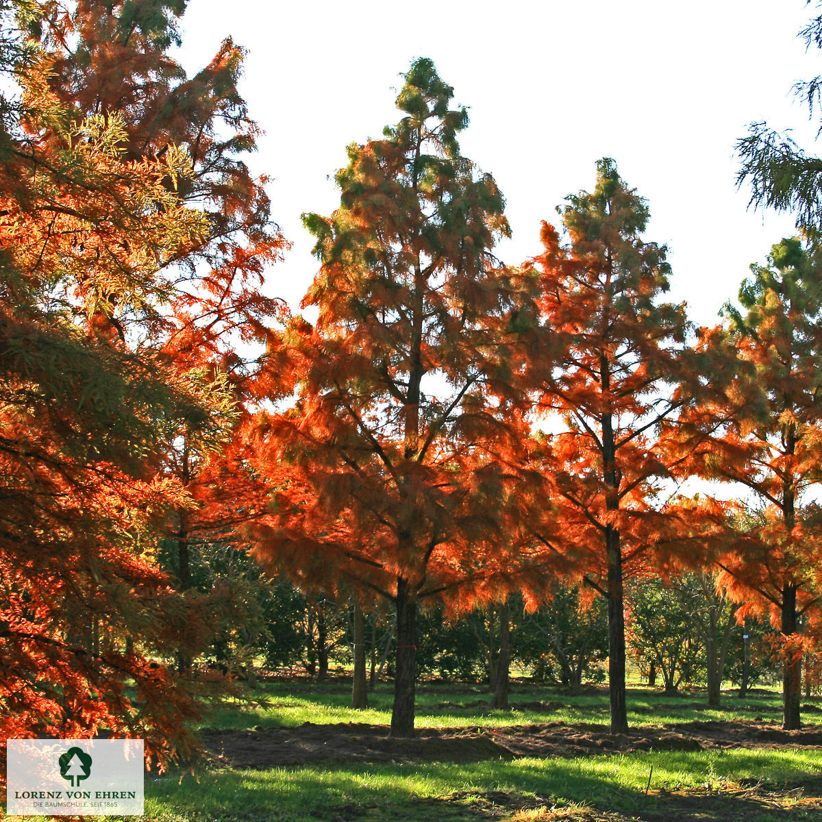 Taxodium distichum 'Nutans'