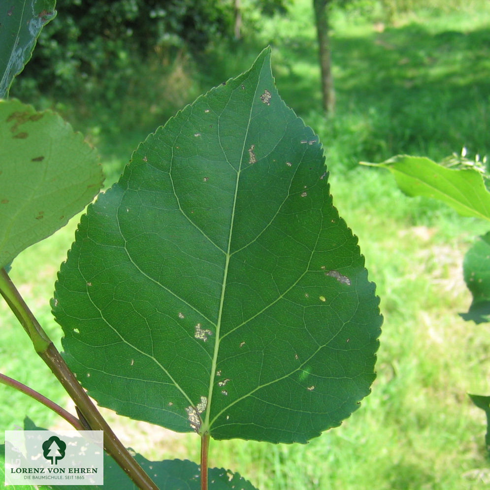 Populus balsamifera