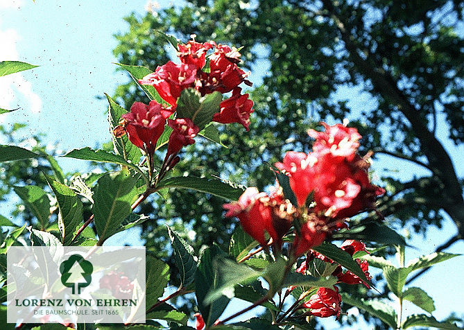 Weigela 'Eva Rathke'