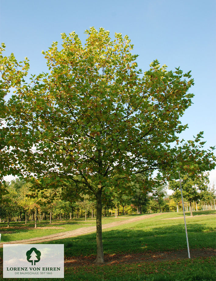 Platanus acerifolia