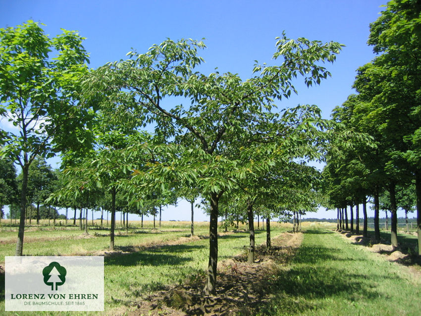 Prunus serrulata 'Shirotae'