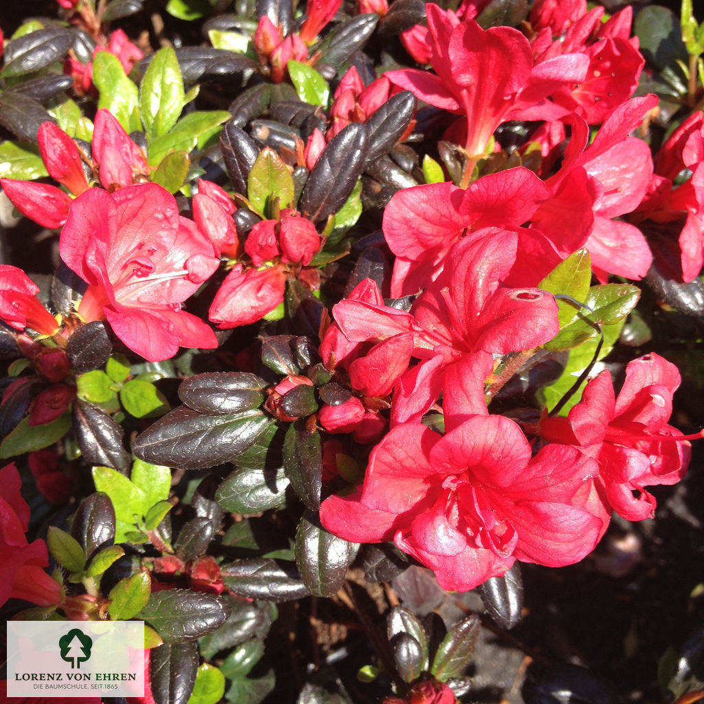 Rhododendron Japanische Azalee 'Maruschka'