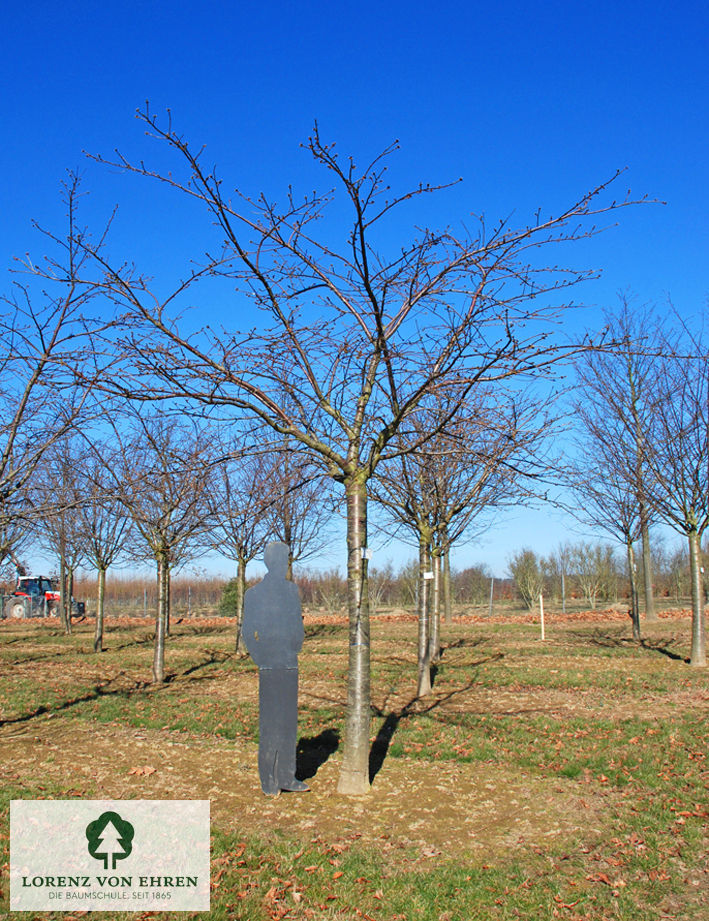 Prunus serrulata 'Shirotae'