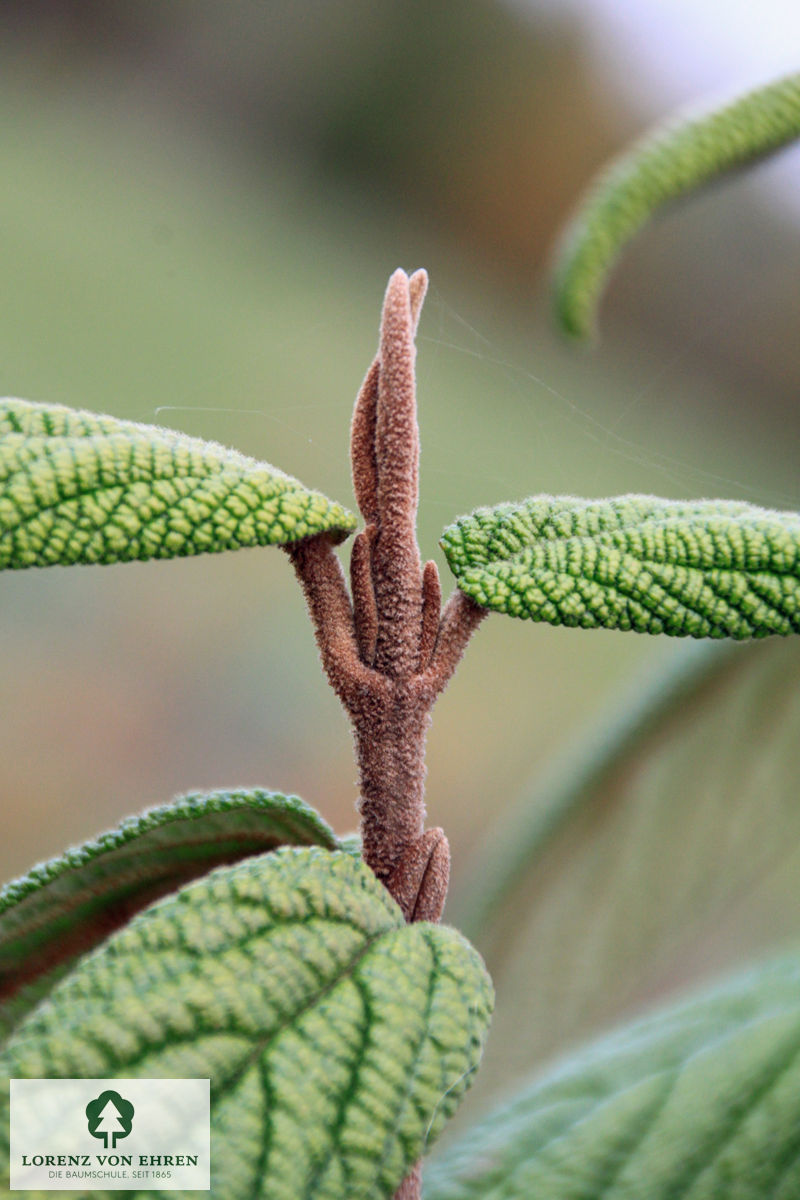 Viburnum rhytidophyllum