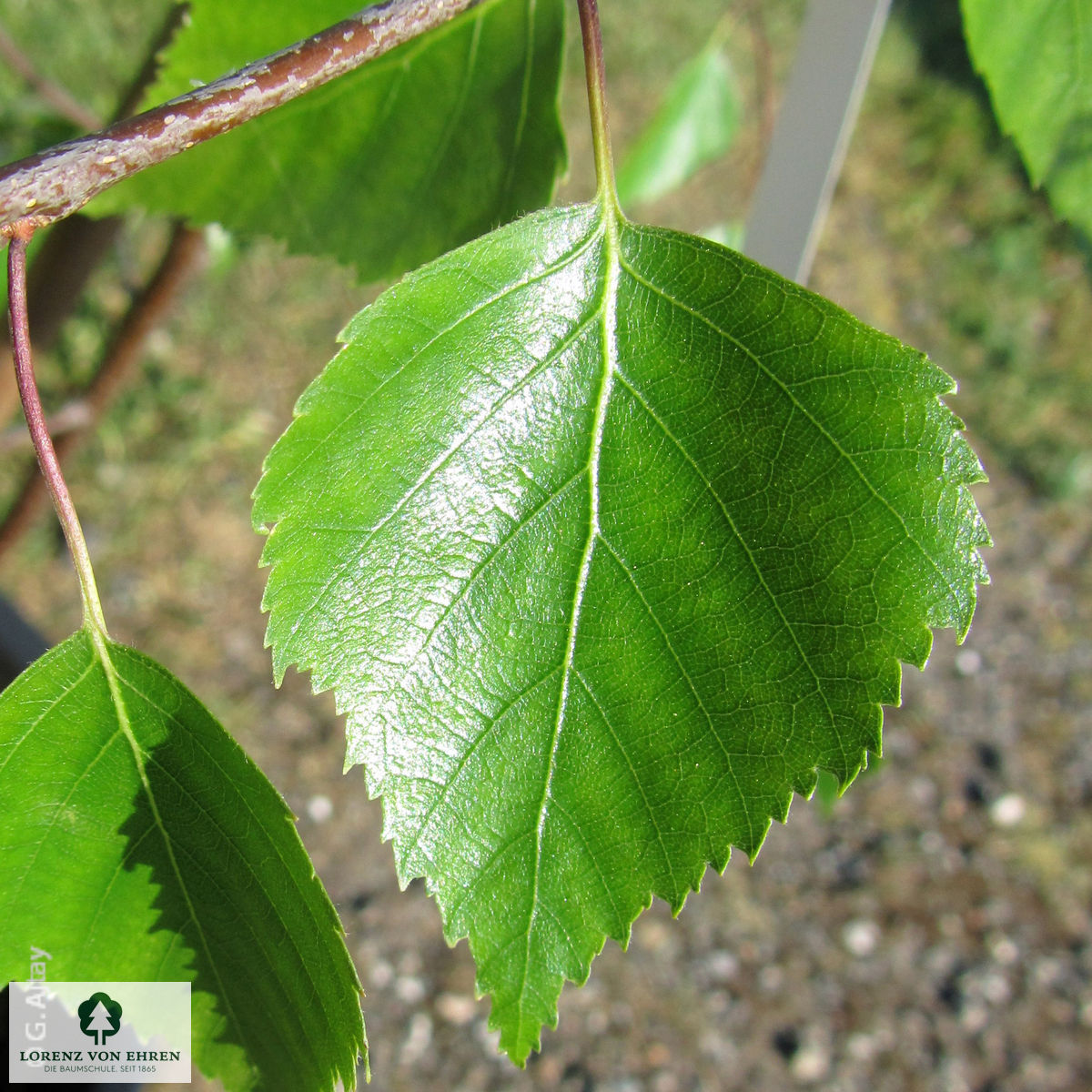 Betula pendula 'Tristis'