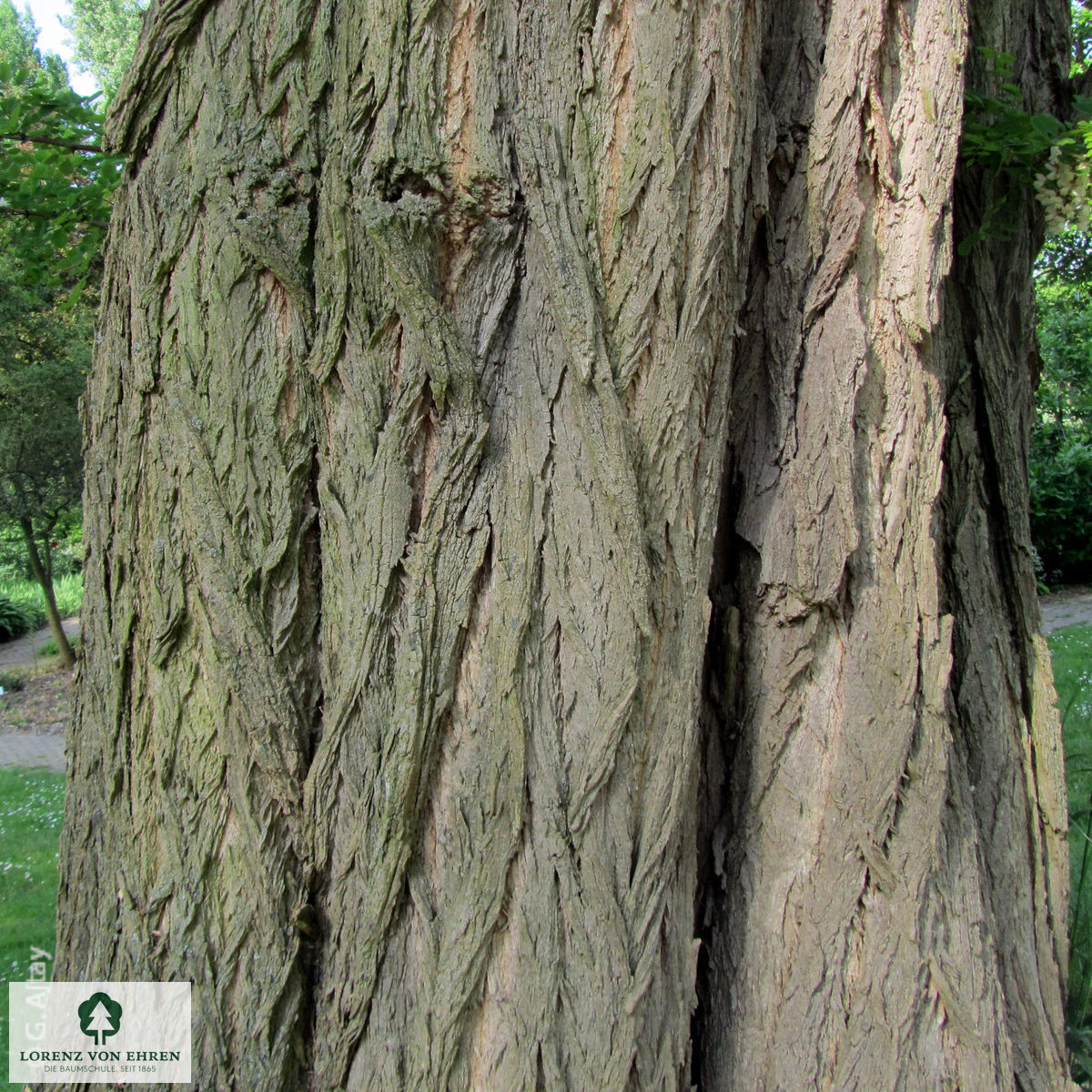 Robinia pseudoacacia 'Bessoniana'