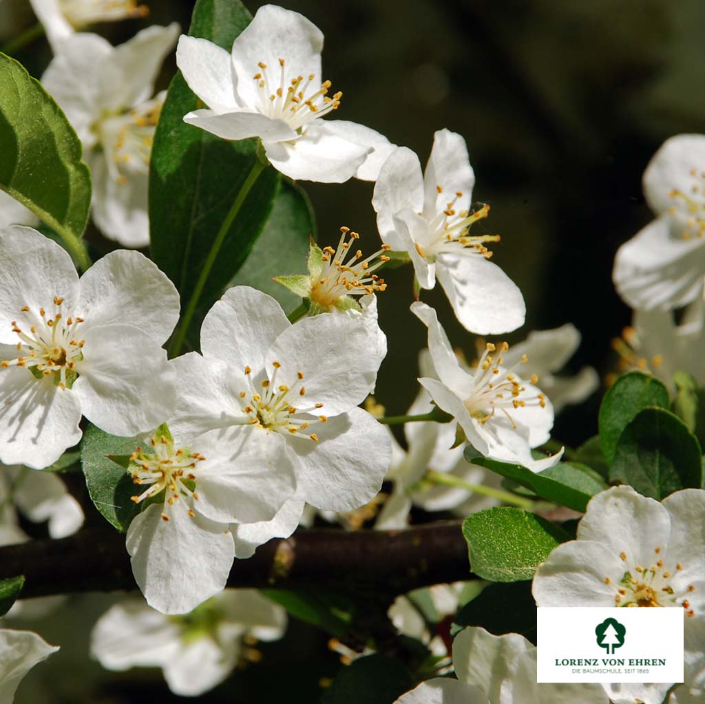 Malus toringo sargentii 'Eskilstuna' Unikat