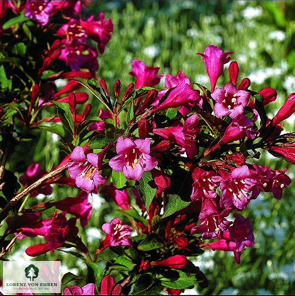 Weigela 'Minuet'
