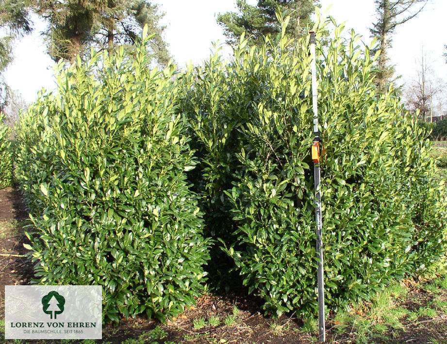 Prunus laurocerasus 'Herbergii'