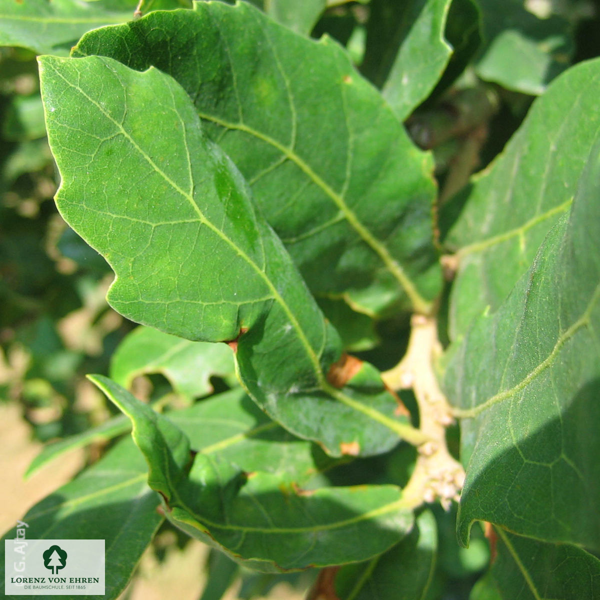 Quercus turneri 'Pseudoturneri'