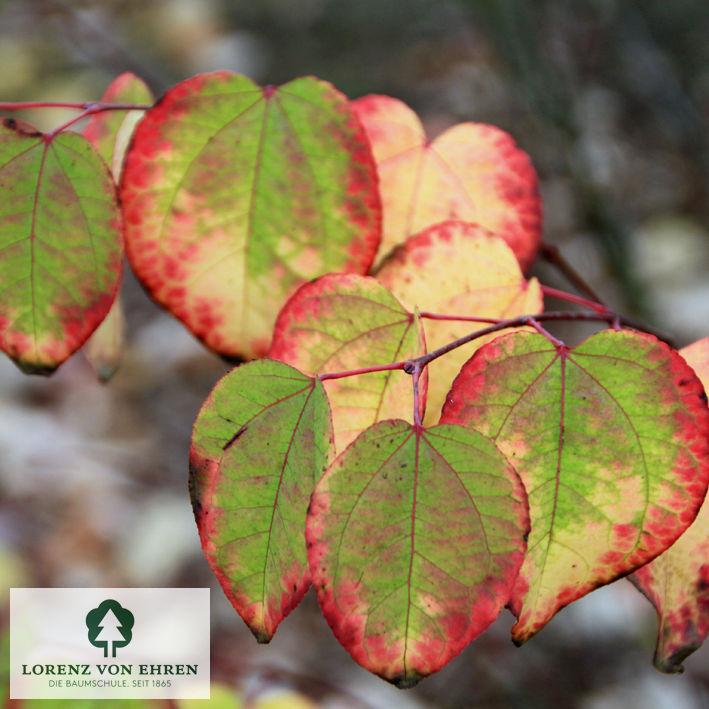 Cercidiphyllum japonicum