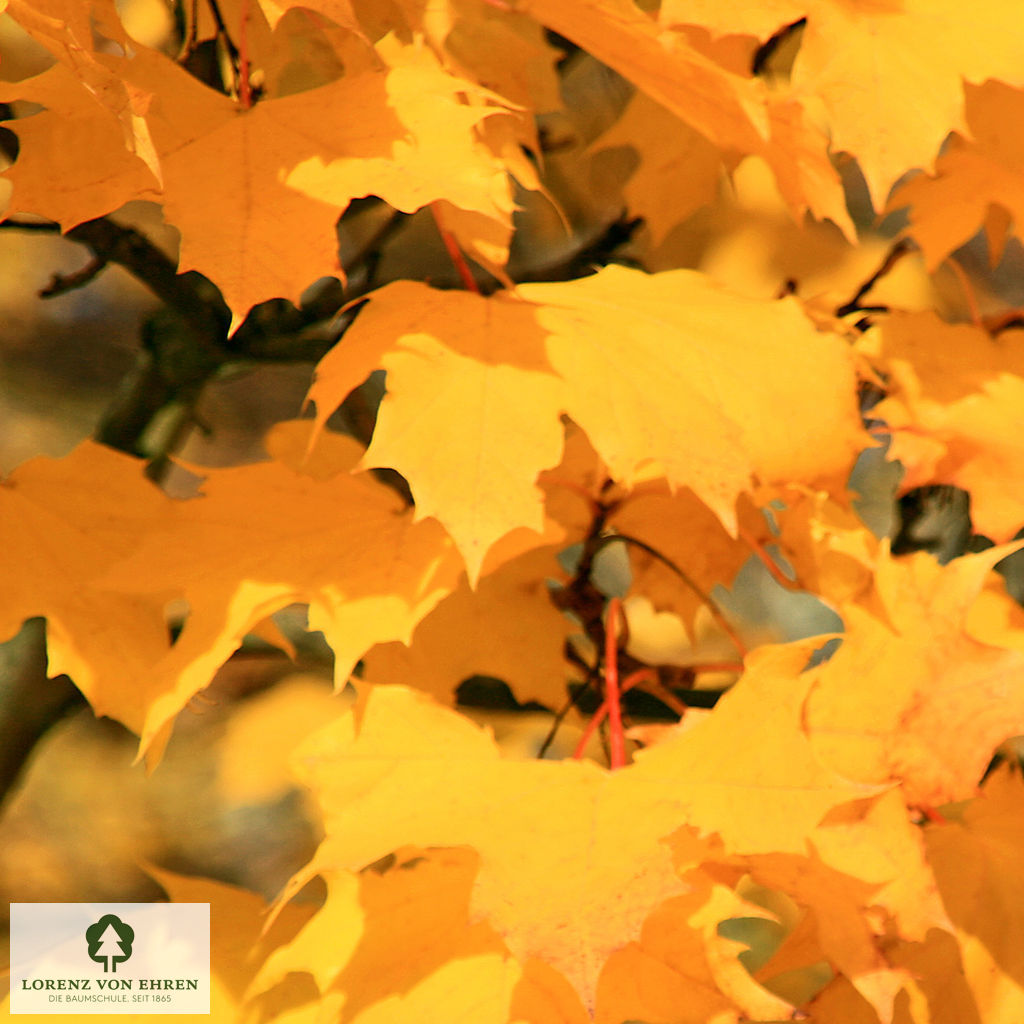 Acer platanoides 'Columnare'