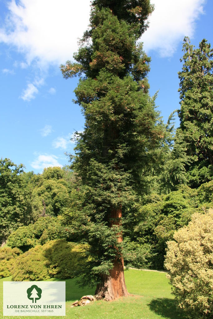 Sequoia sempervirens