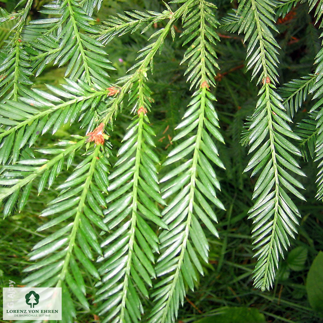 Sequoia sempervirens
